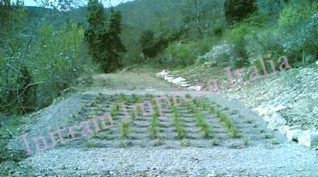 Impianto di fitodepurazione a flusso sommerso orizzontale - piante in fase di crescita per agriturismo a Castellina in Chianti, Siena
