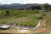 Impianto fitodepurazione Loppiano FI — foto 2